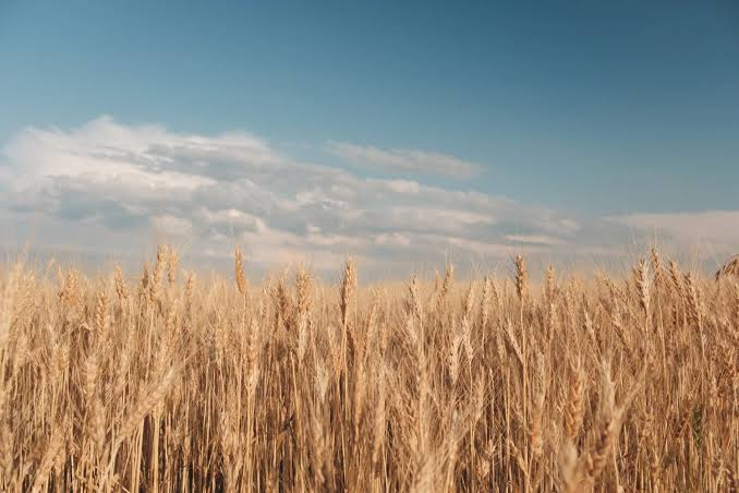 Grains, Pulses & Oilseeds